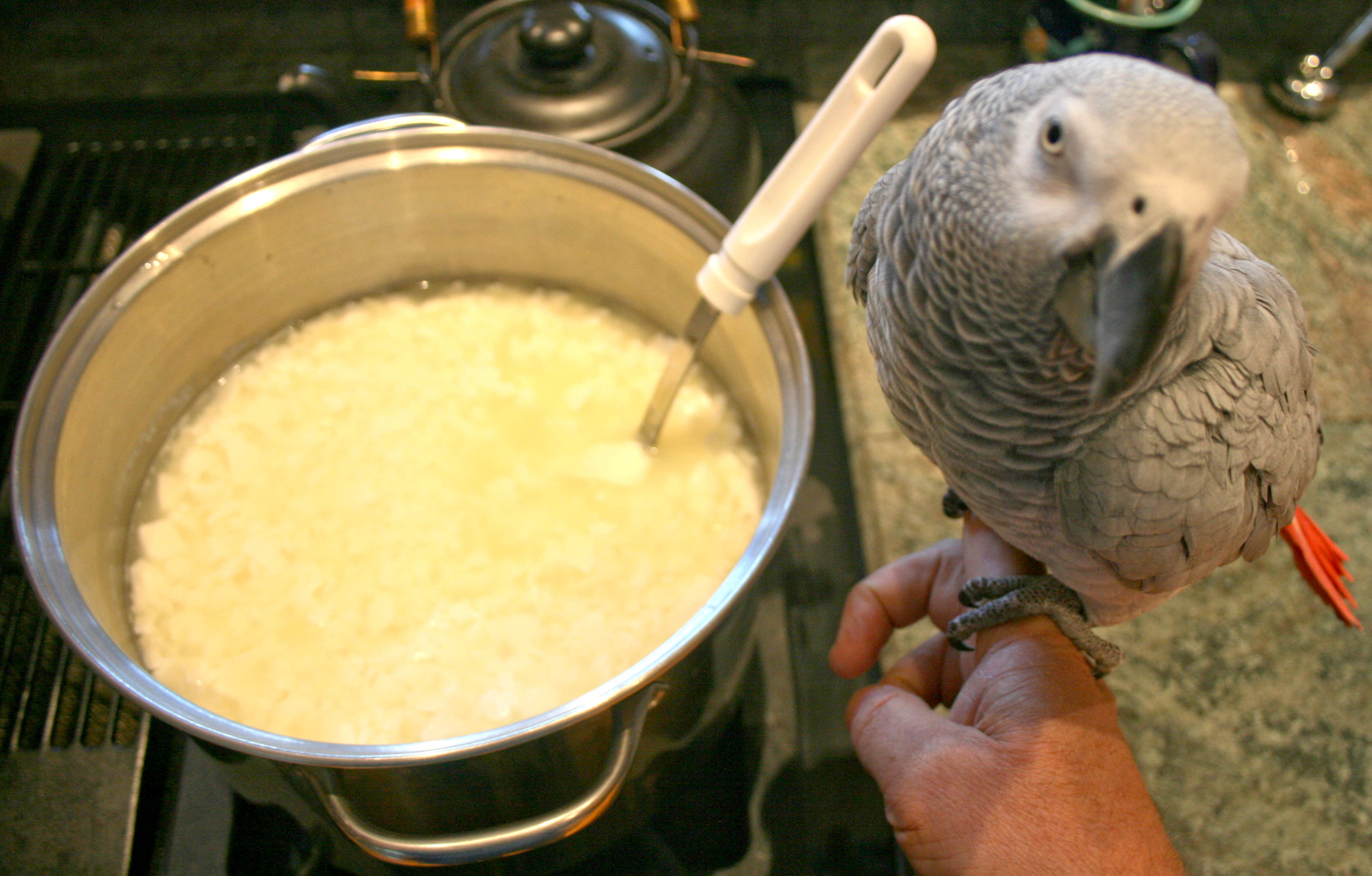 corky_and_curds_6.jpg