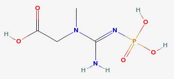 Phosphocreatine Phosphocreatine